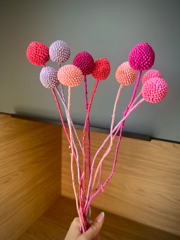 Craspedia globosa | Trommelstock | Trommelschlägel in Pastellfarben gefärbt