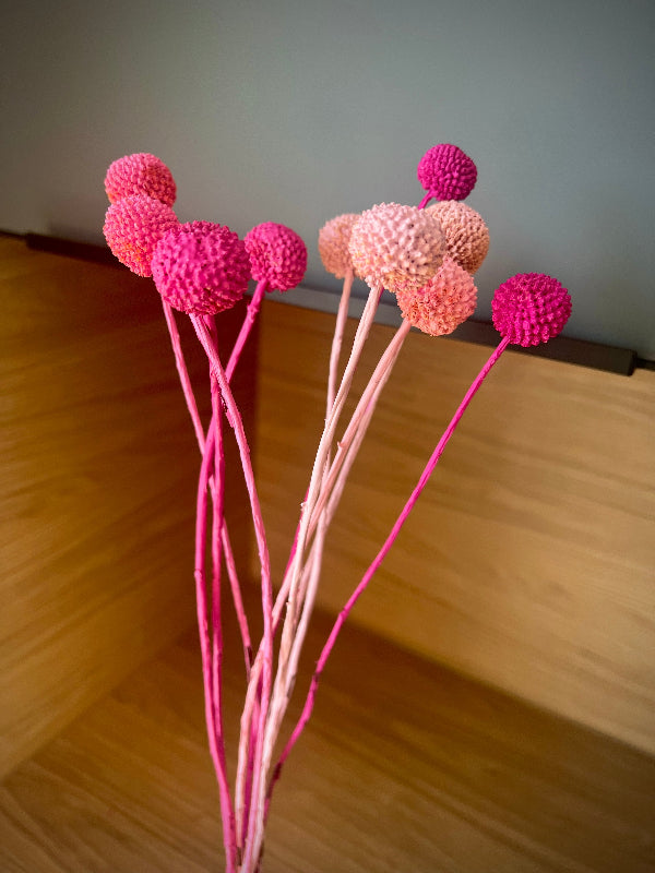 Craspedia globosa | Trommelstock | Trommelschlägel in Pink gefärbt