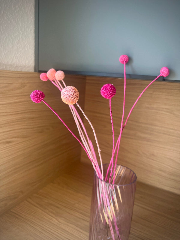 Craspedia globosa | Trommelstock | Trommelschlägel in Pink gefärbt