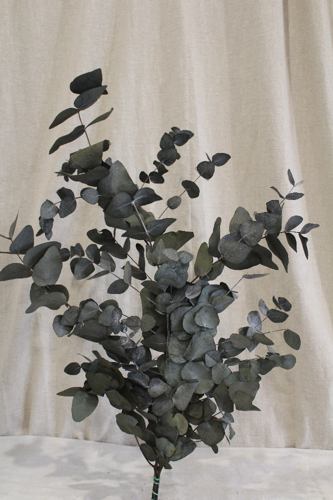 Eucalyptus Cynerea Präpariert