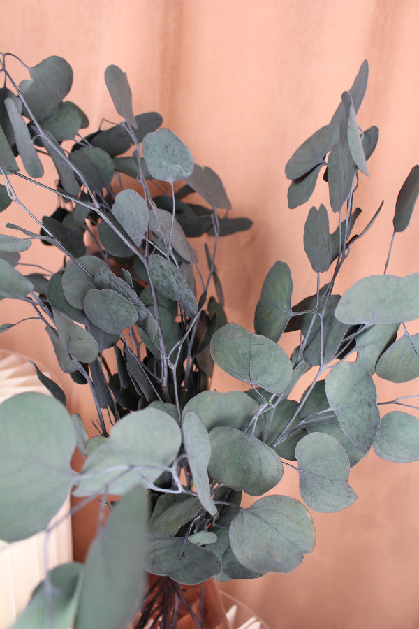 Eukalyptus Populus Präpariert