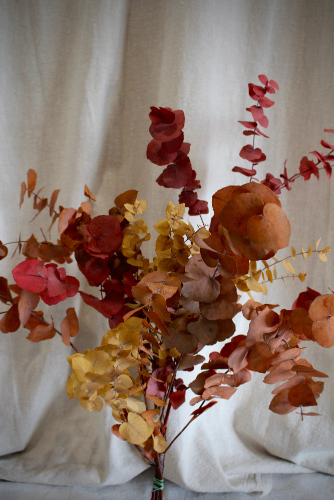 Eukalyptus Stuartiana Präpariert und in Herbstfarben gefärbt