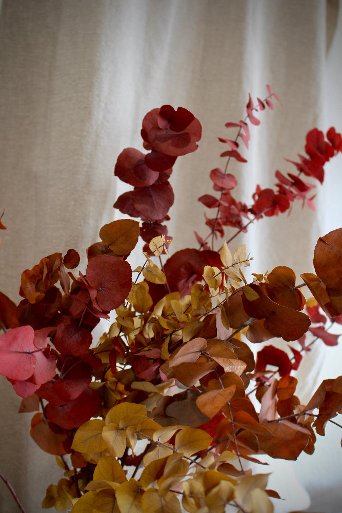 Eukalyptus Stuartiana Präpariert und in Herbstfarben eingefärbt