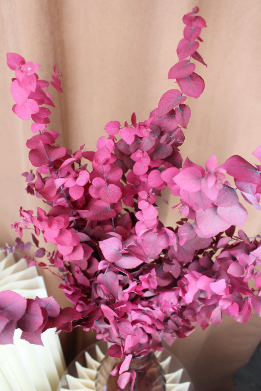 Präpariertet Eukalyptus Stuartiana in rot eingefärbt