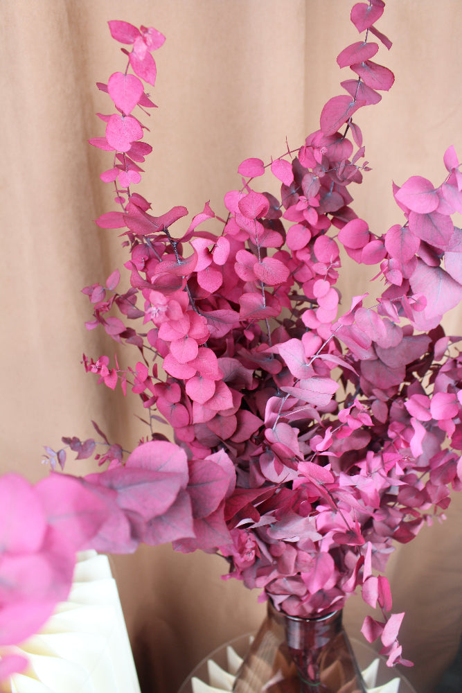 Präpariertet Eukalyptus Stuartiana in rot eingefärbt