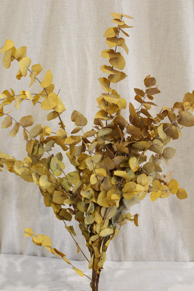 Eukalyptus Stuartiana Präpariert und in Gelb gefärbt