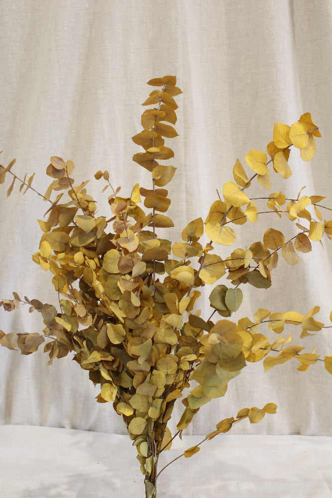 Eukalyptus Stuartiana Präpariert und in Gelb gefärbt