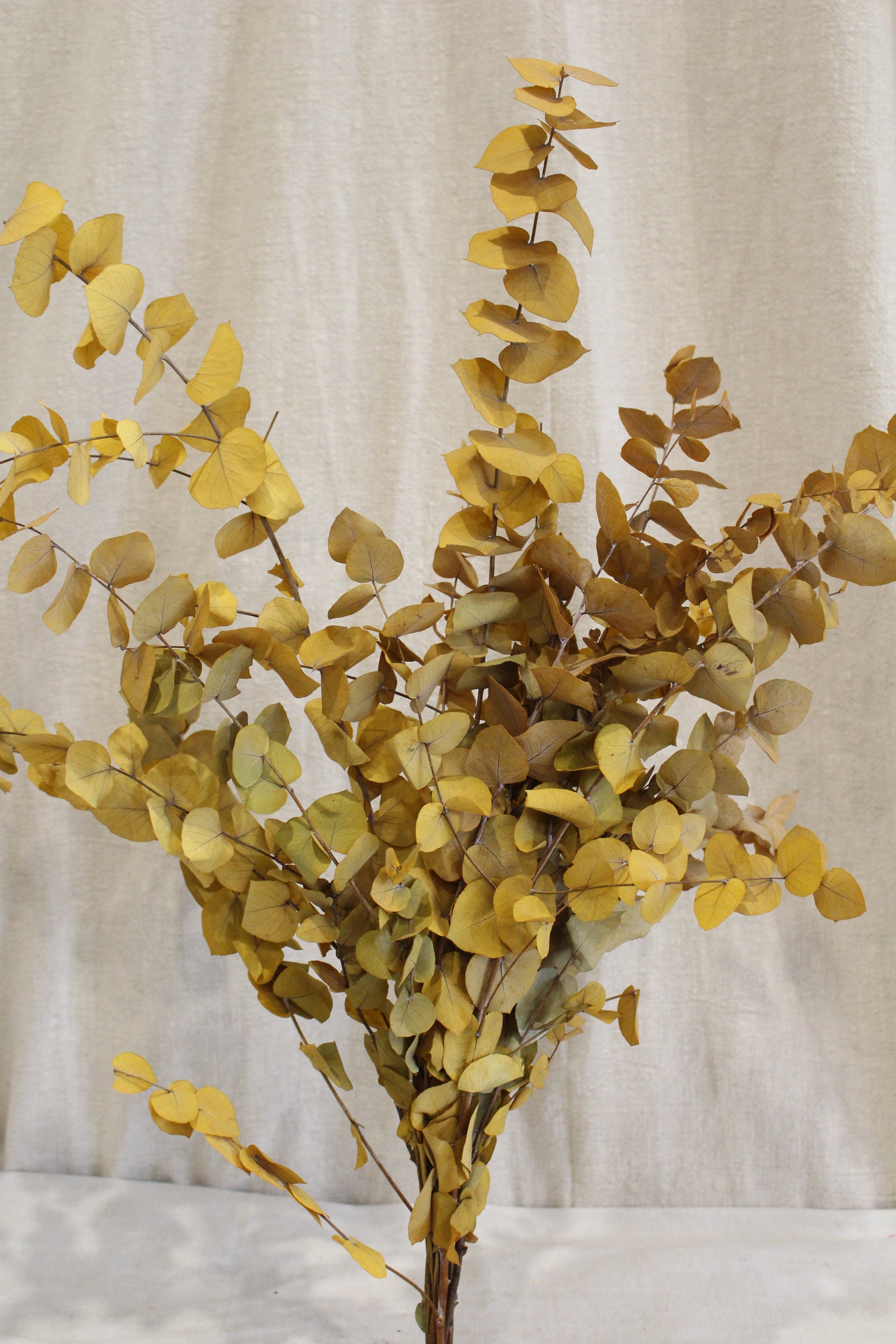Eukalyptus Stuartiana Präpariert 'Yellow'