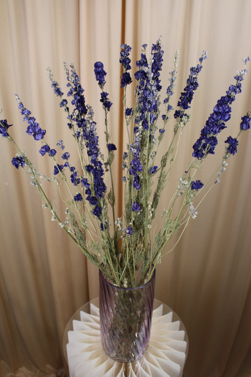 Delphinium Rittersporn Blau getrocknet