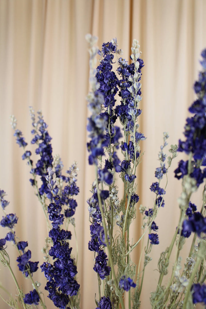 Delphinium Rittersporn Blau getrocknet