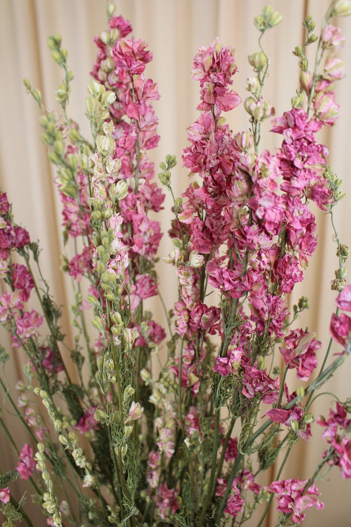 Delphinium Rittersporn Rosa Pink getrocknet