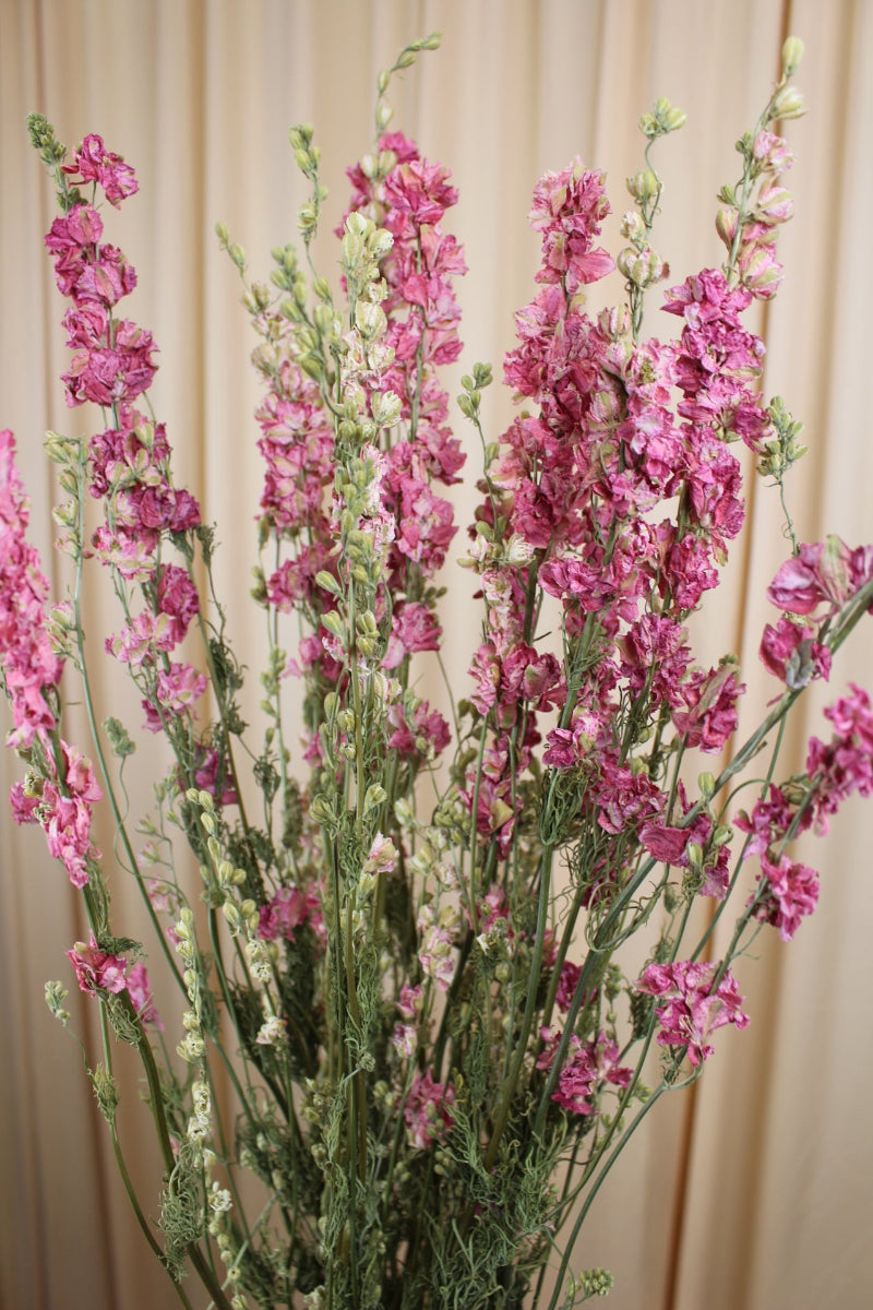 Delphinium Rittersporn Rosa Pink getrocknet