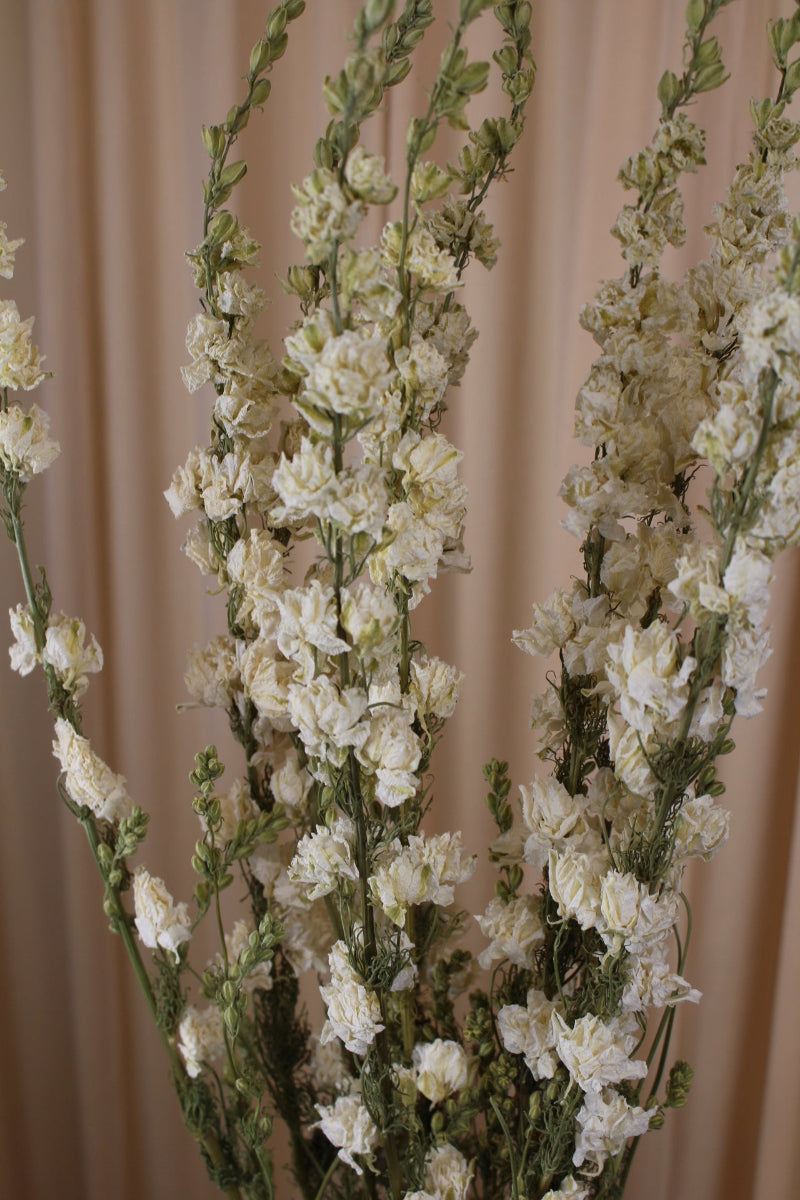 Delphinium Rittersporn Weiß getrocknet
