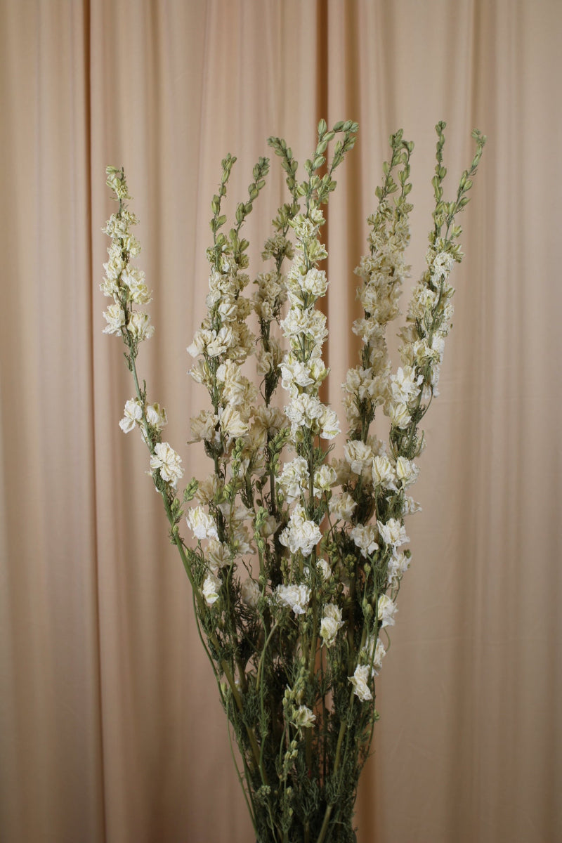 Delphinium Rittersporn Weiss getrocknet