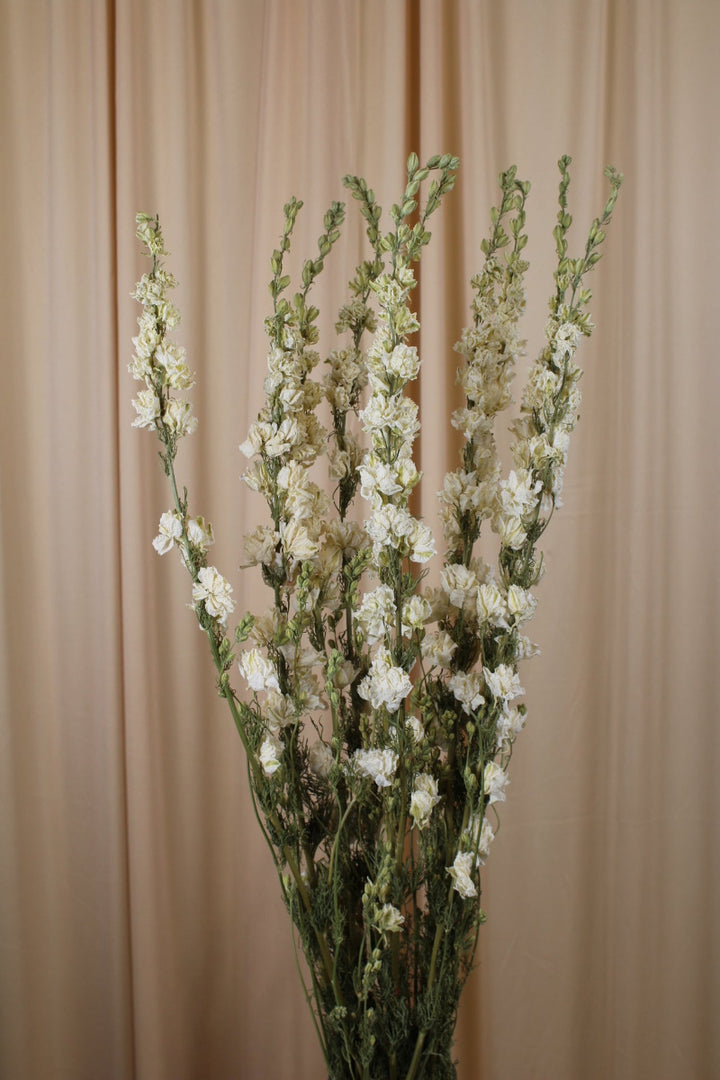 Delphinium Rittersporn Weiss getrocknet