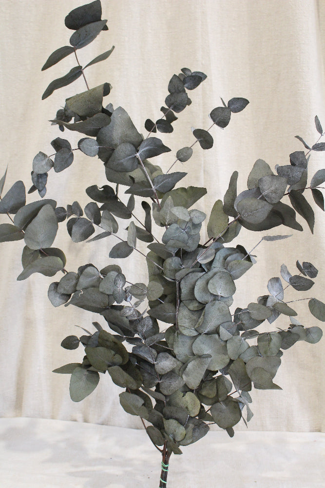 Eucalyptus Cynerea Präpariert