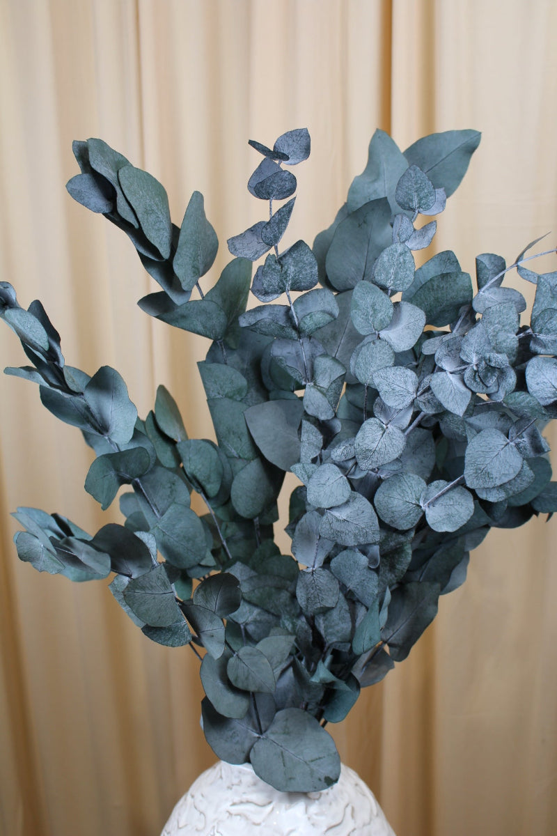 Eukalyptus Cinerea Stabilisiert