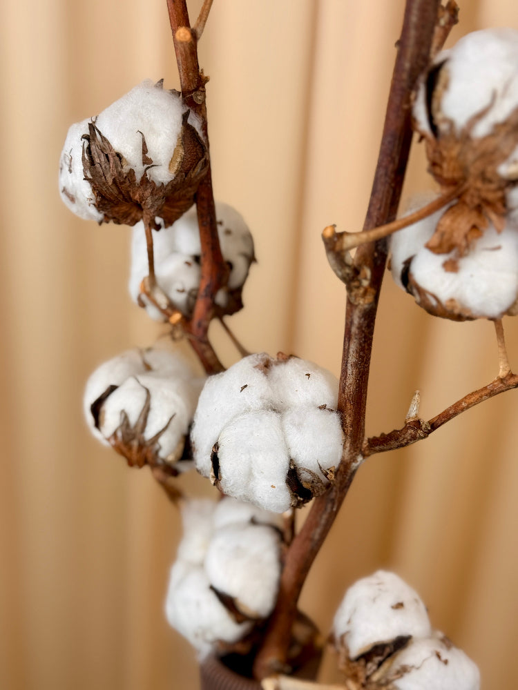 Getrocknete Baumwolle