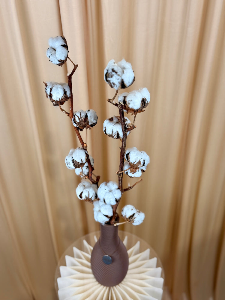 Getrocknete Baumwolle