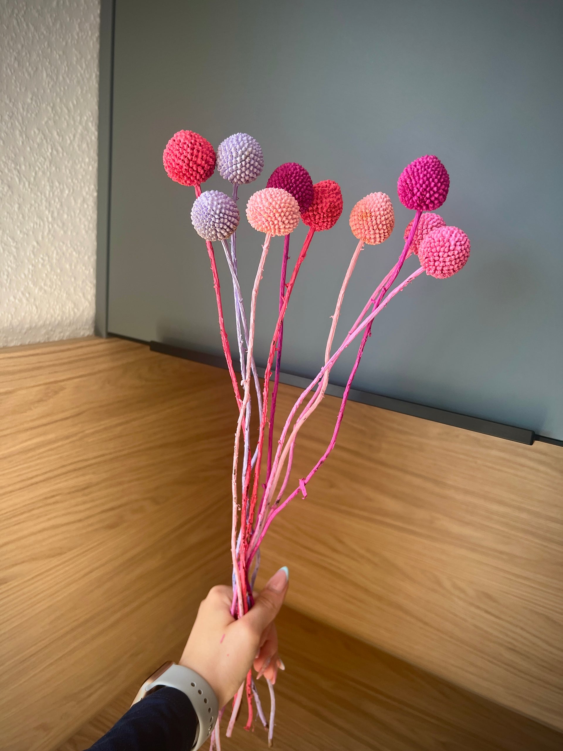 Craspedia ‚Pastell‘