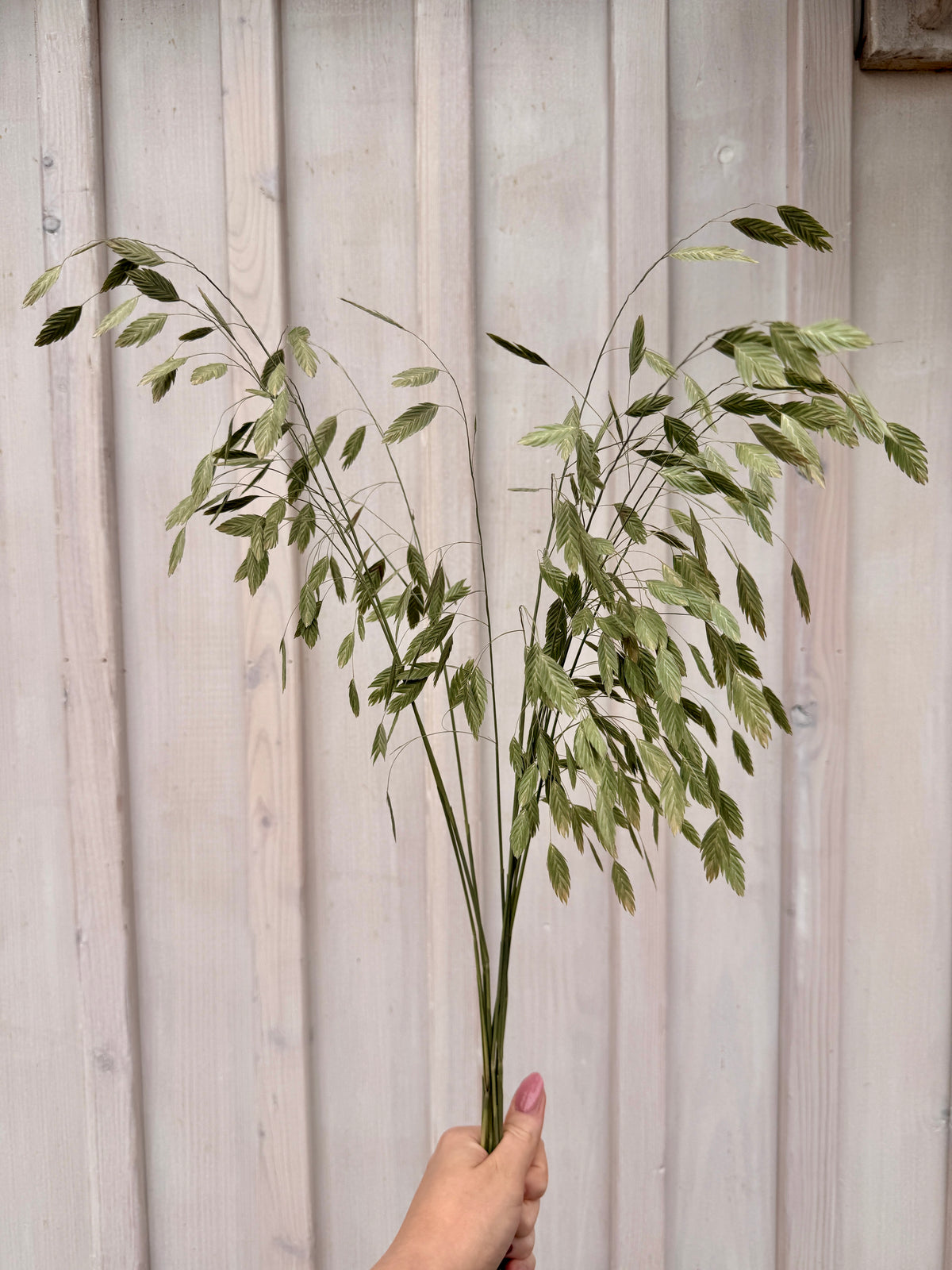Ziergras „Chasmanthium“ – 10er Bund