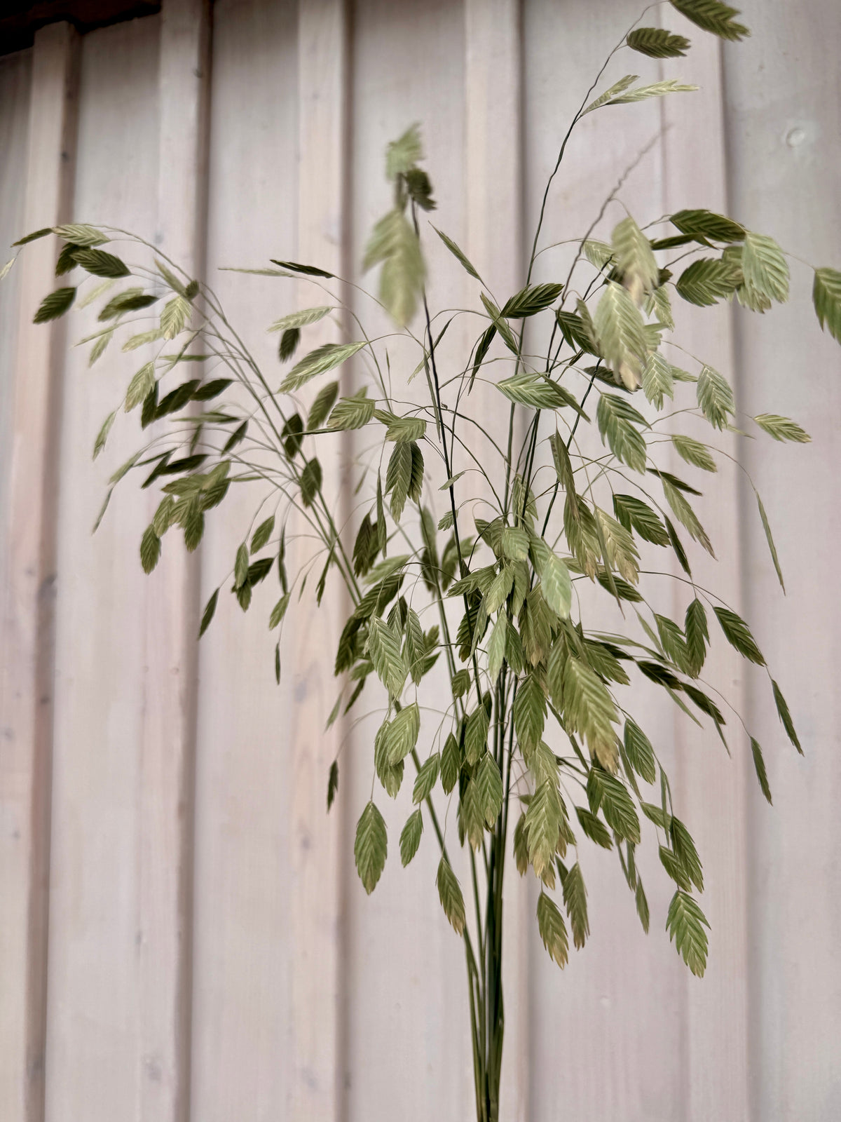 Ziergras „Chasmanthium“ – 10er Bund