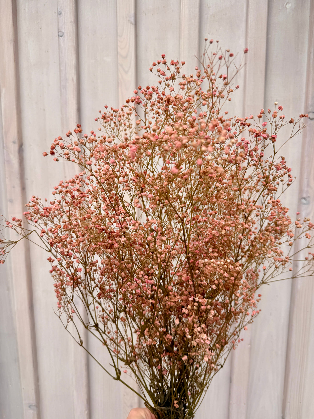 Stabilisiertes Schleierkraut Rosa im Bund – Natürlich & langlebig
