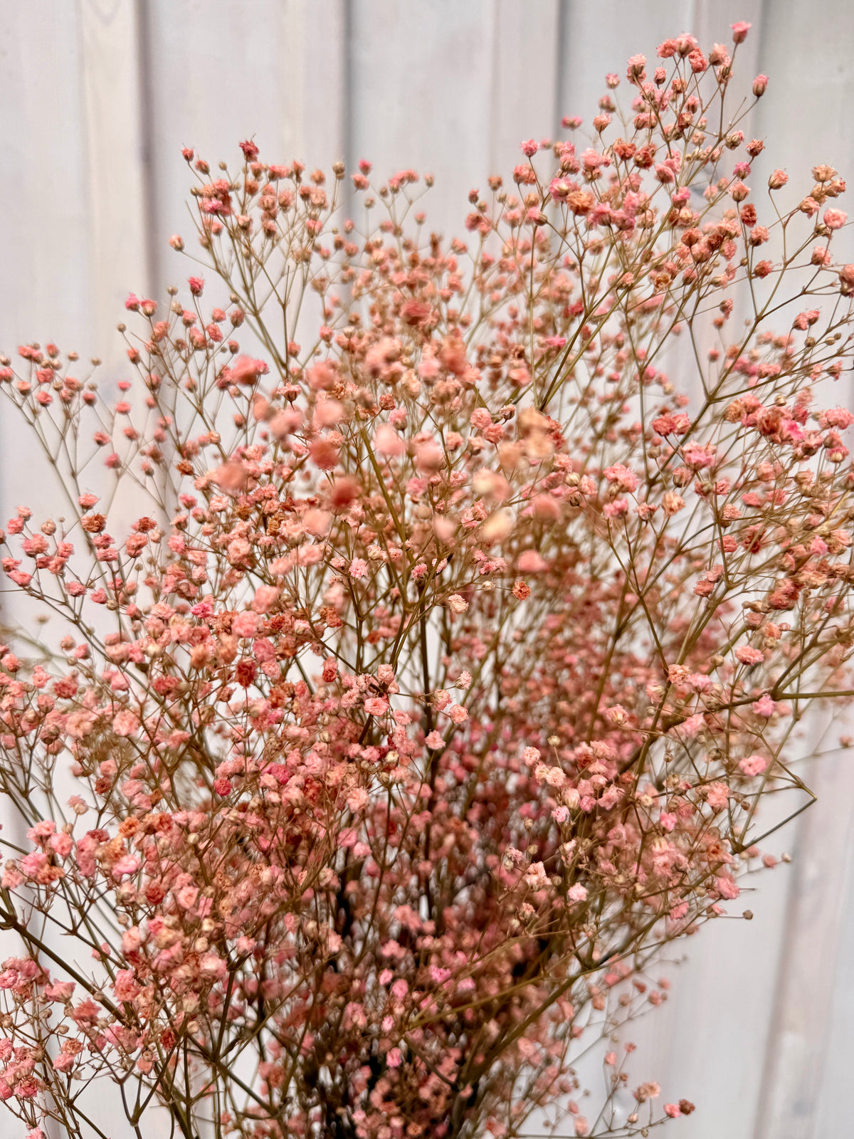 Stabilisiertes Schleierkraut Rosa im Bund – Natürlich & langlebig