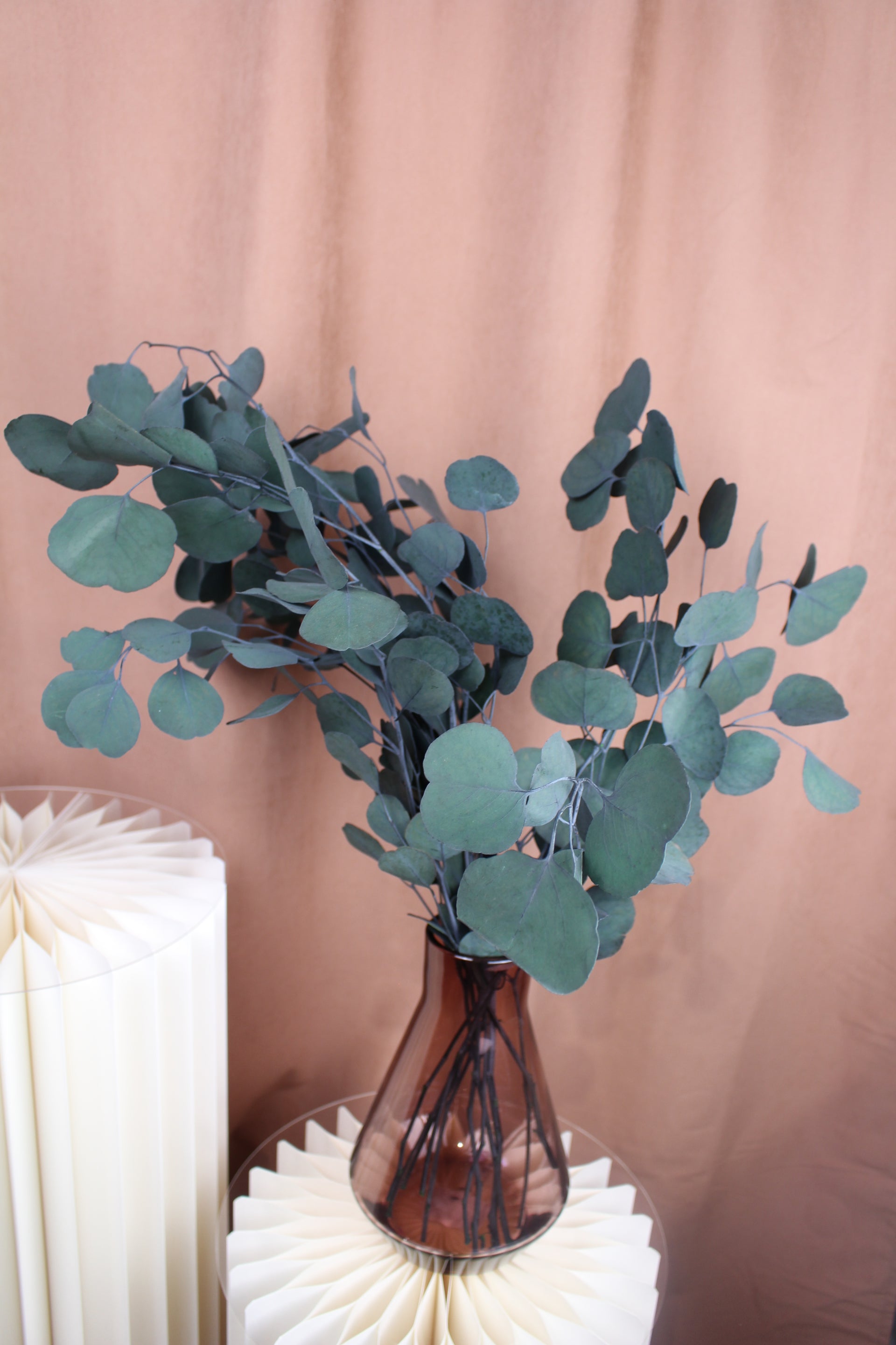 Eukalyptus Populus Präpariert