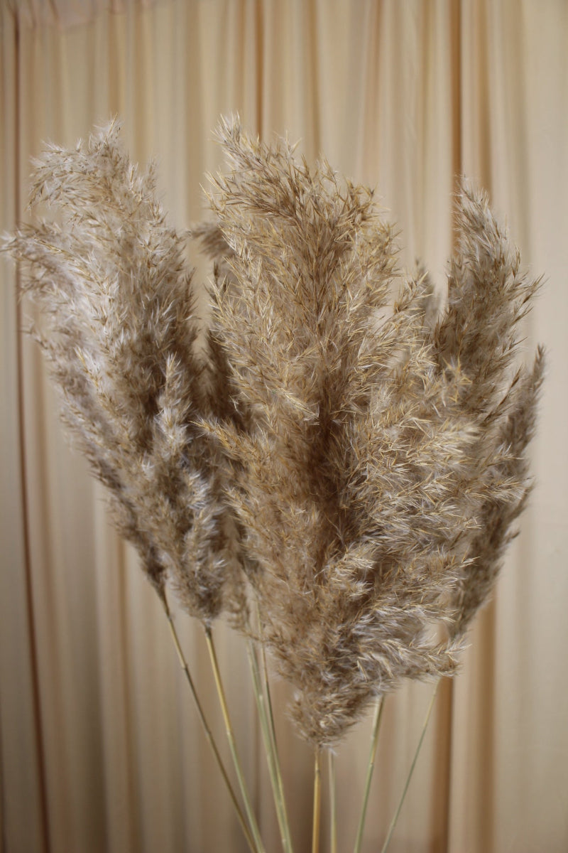 Pampas Natur