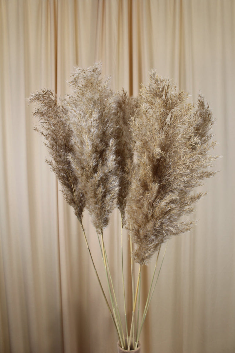 Pampas Natur