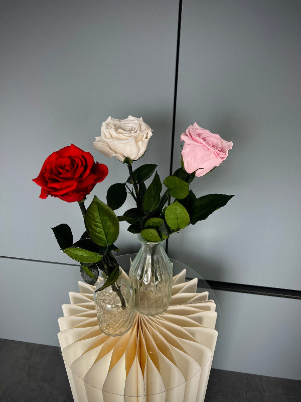 Präparierte Rose mit Stiel in verschiedenen Farben erhältlich