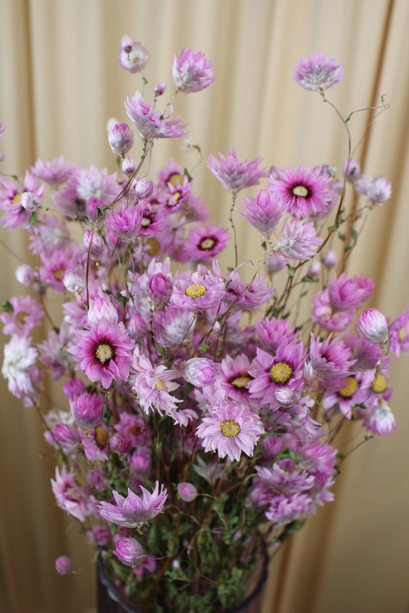 Rhodante in Pink