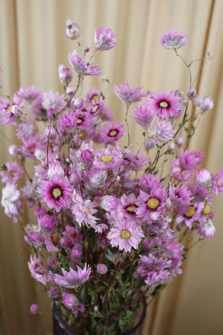 Rhodante in Pink