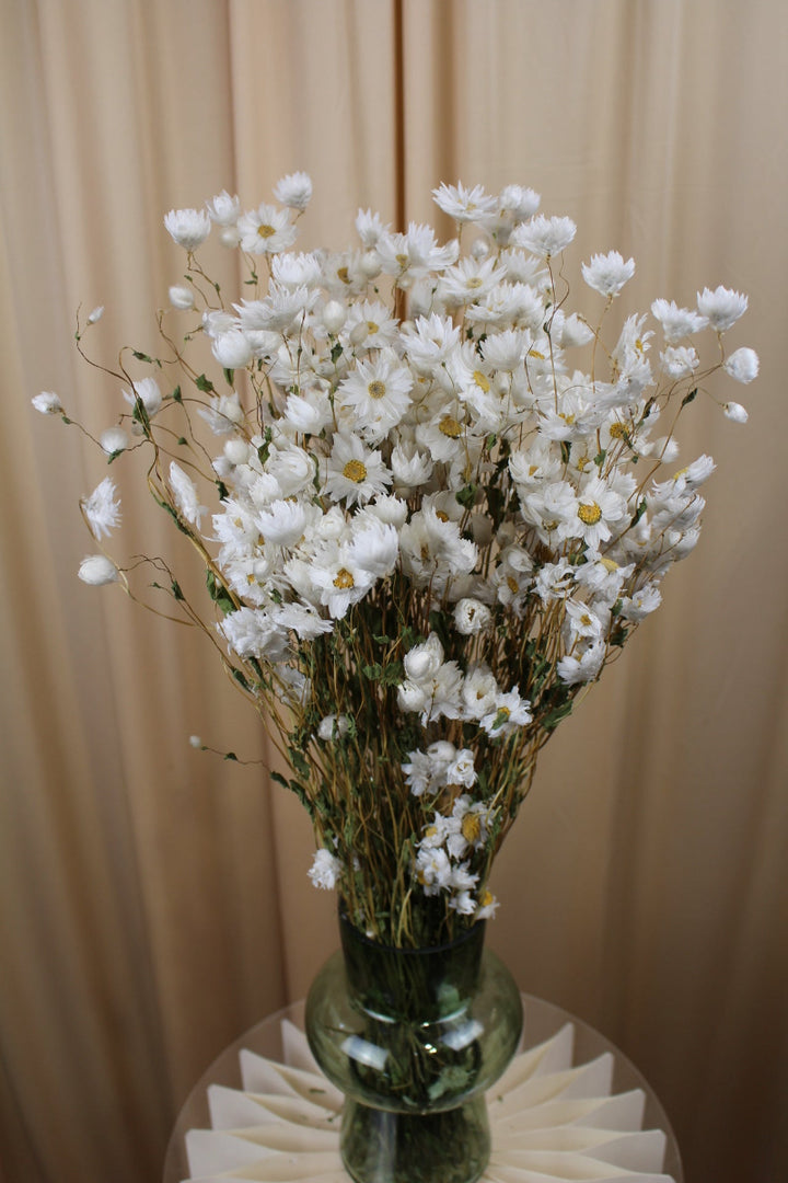 Rhodante Strohblume in Weiß