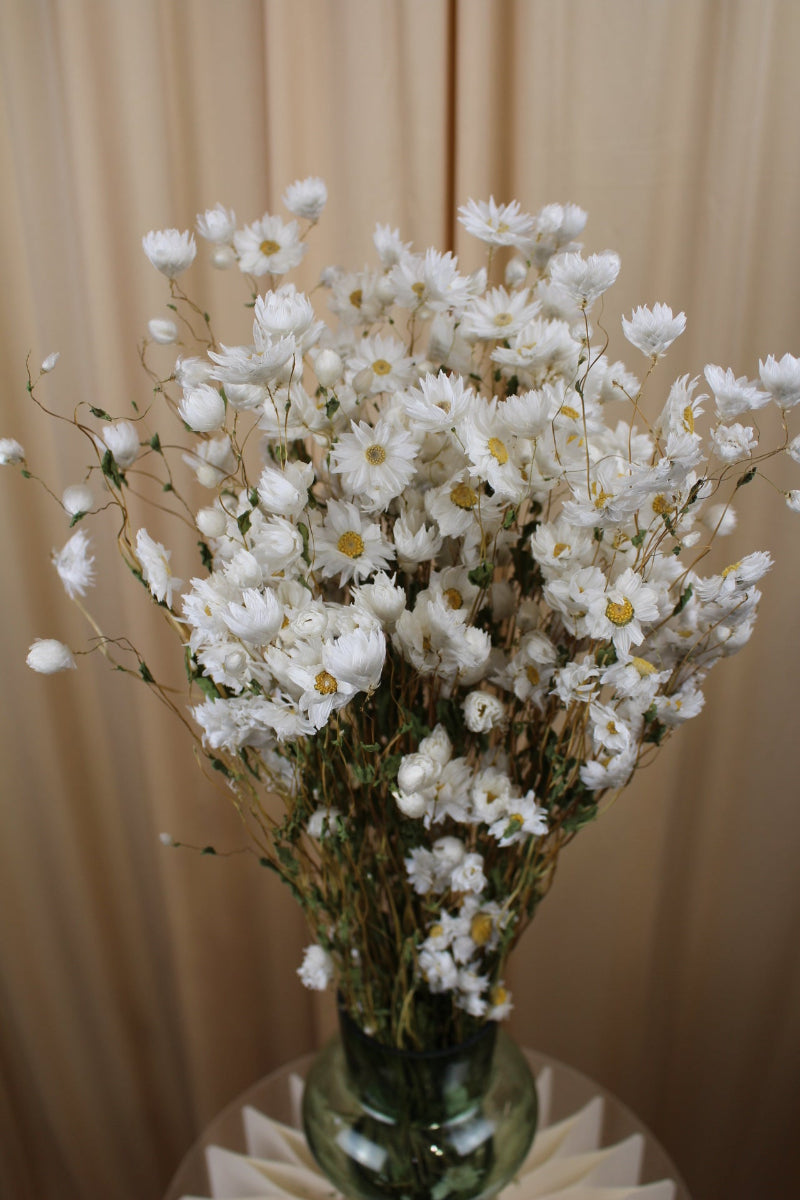 Rhodante Strohblume in Weiß