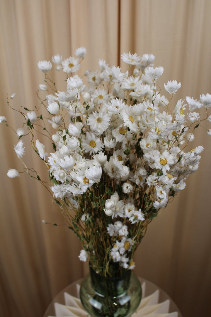 Rhodante Strohblume in Weiß